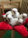 Cuccioli Agosto 2017