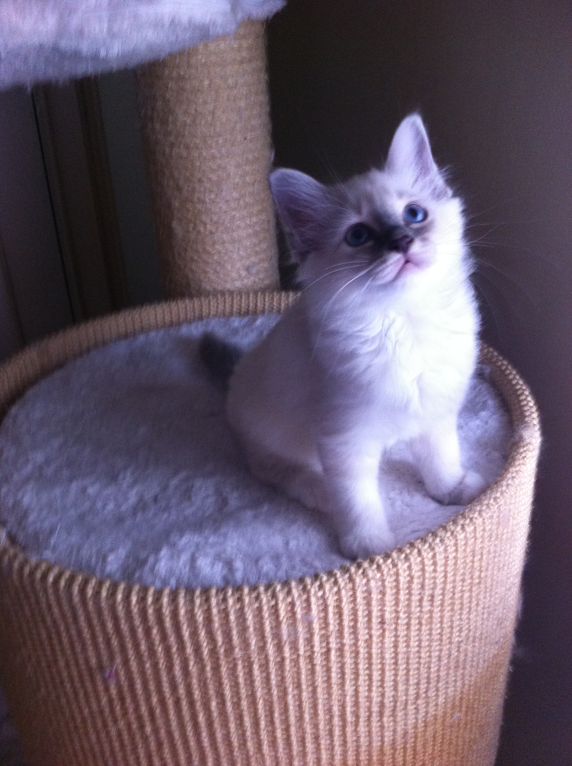Cloe 2