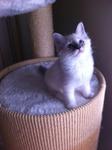 Cloe 2