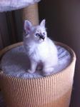 Cloe 3