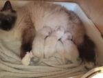 Cuccioli Giugno 2015