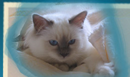 knightsbridges gatti sacri di birmania