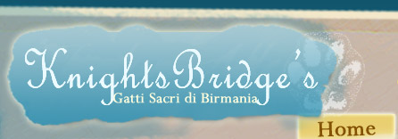 knightsbridges gatti sacri di birmania